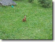 n� herec