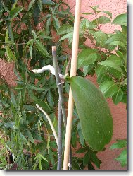 nov� rostlina