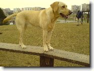 B�ra na lavce