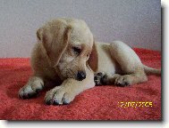 B�ra v postely