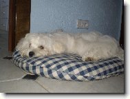 Spink�m