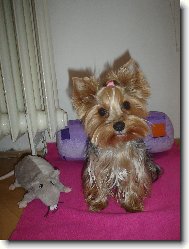 Ami veget� doma