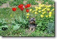 Daisy v kytk�ch