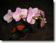 Staror��ov� orchidej