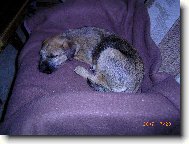 Argo spink�