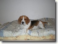 benji