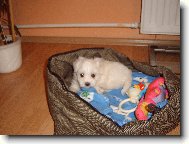 na�e Daphn�