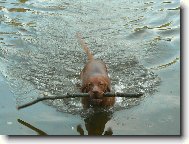 Paddy z D���na