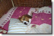 Johny v post�lce ..