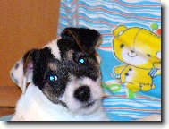 D�re�ek Jack