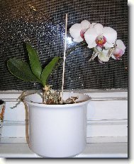 Phalaenopsis - odno�