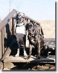 Jon�ek s R��enou