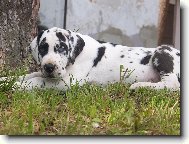 Bartholomew ��han� And�l (B�rt�k)