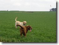 Andy (End�sek) a Rocky