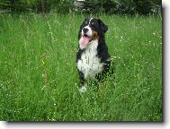 Odpo�inek na louce