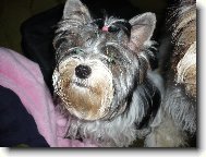 M�j biewer Ashira vom Sonnenwald