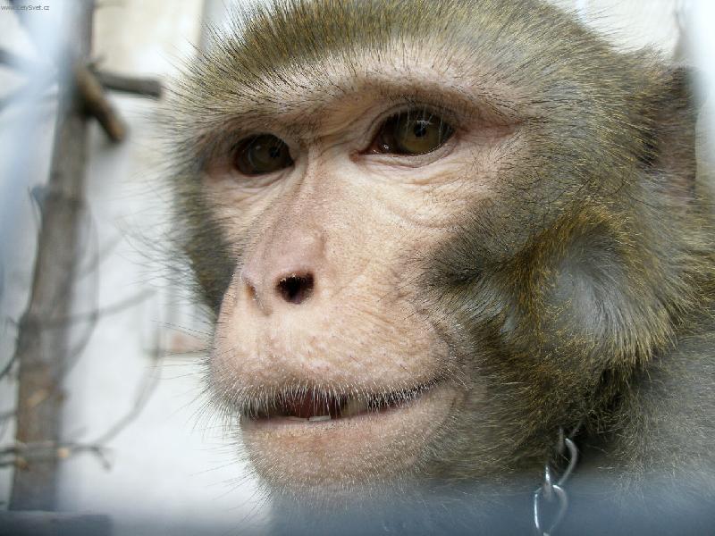 Foto: kr�sn� �sm�v