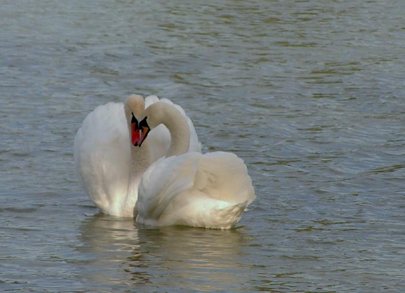 Foto: labut� l�ska