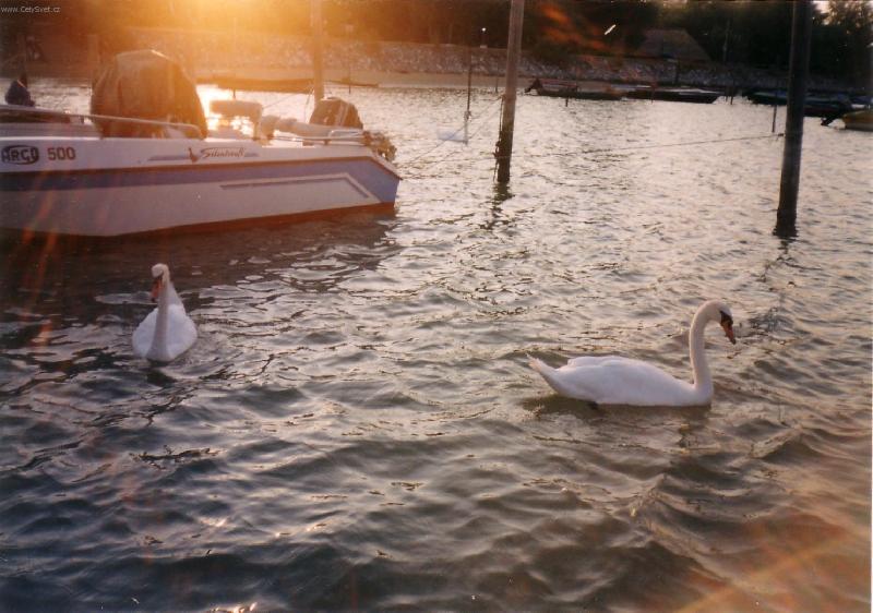 Foto: labut� a z�pad slunce...