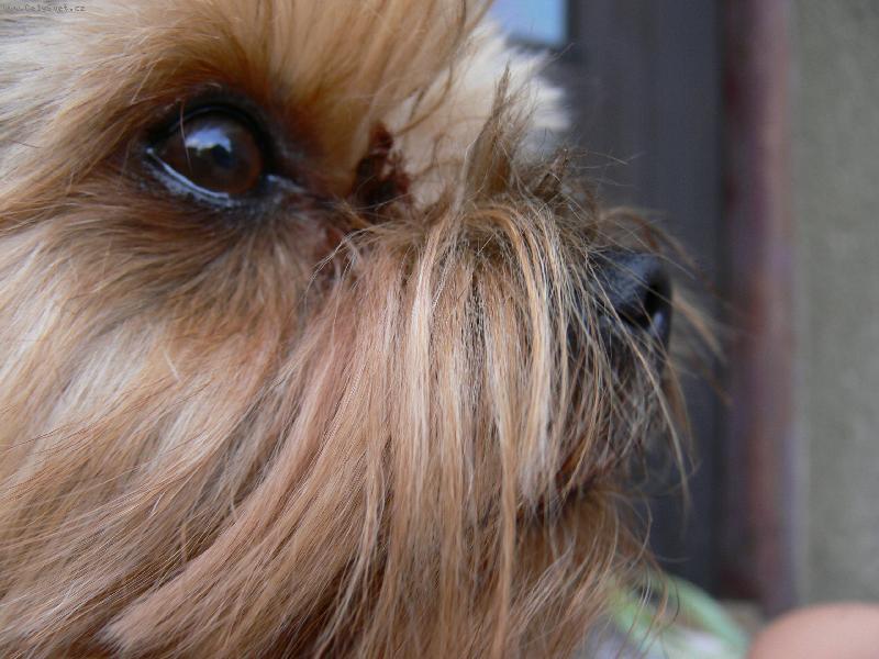 Foto: str�ce