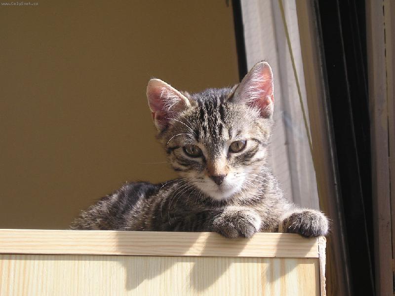 Foto: Samuel u okna