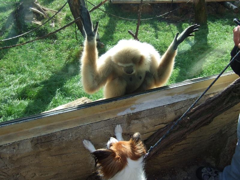 Foto: V zoo-opi�ka se do Belly zamilovala a st�le na n� p�es sklo bu�ila, bohu�el nebyla l�ska op�tov�na