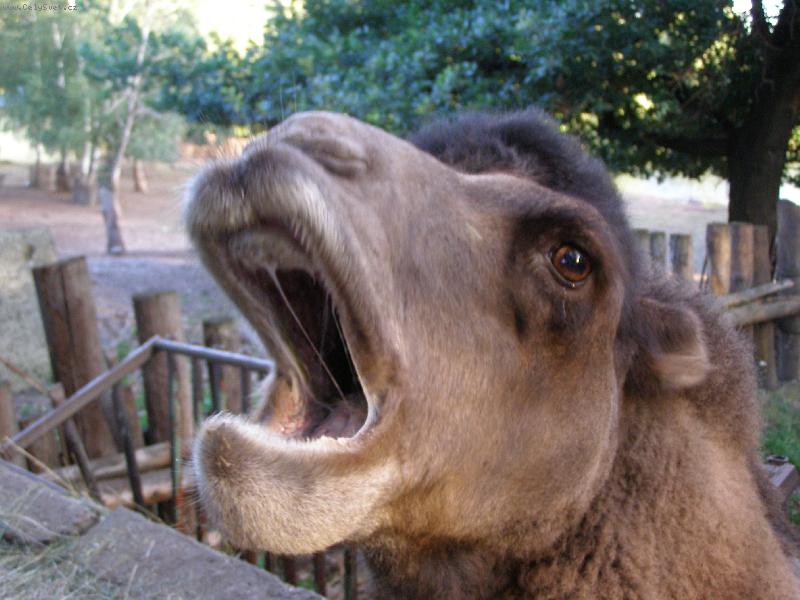 Foto: Zoo Chomutov-mazel