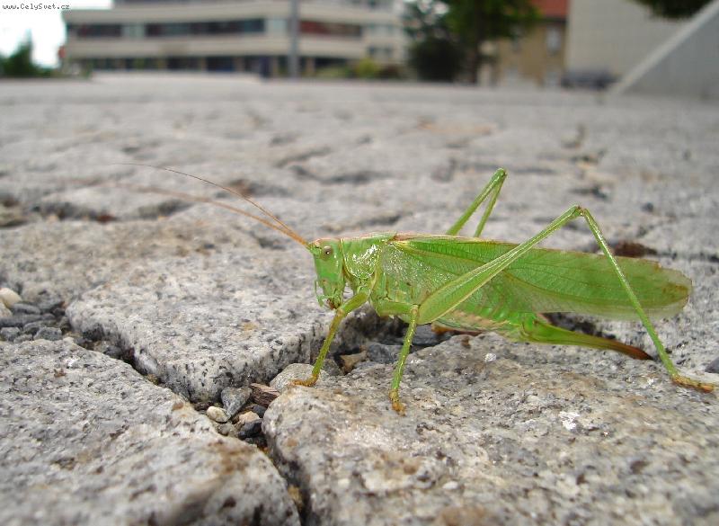 Foto: Kobylka si vy�la do m�sta