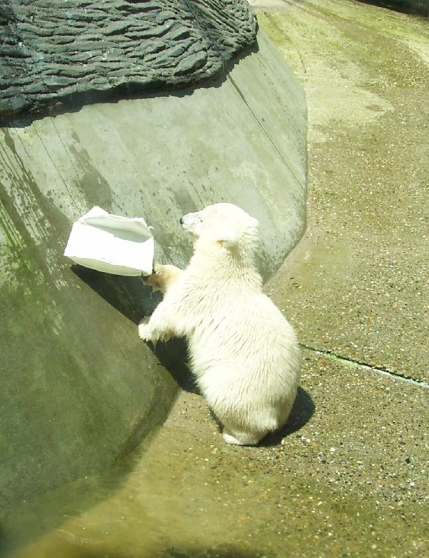 Foto: Ledn� medv�dek