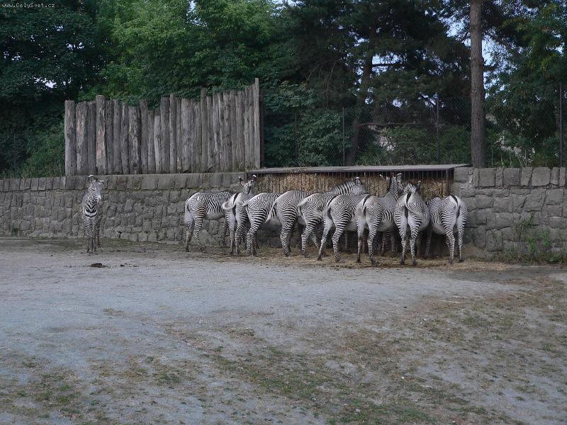 Foto: Zebry-Navsteva Zoo