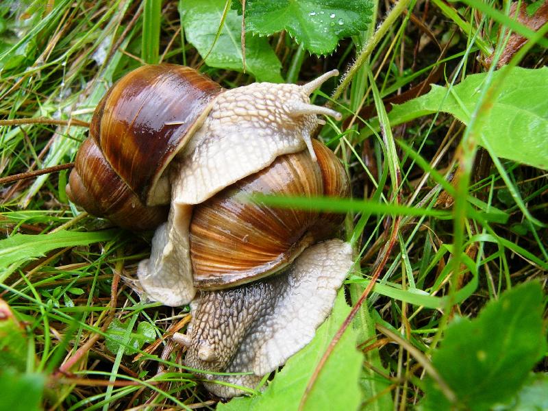 Foto: L�ska je l�ska-�neci