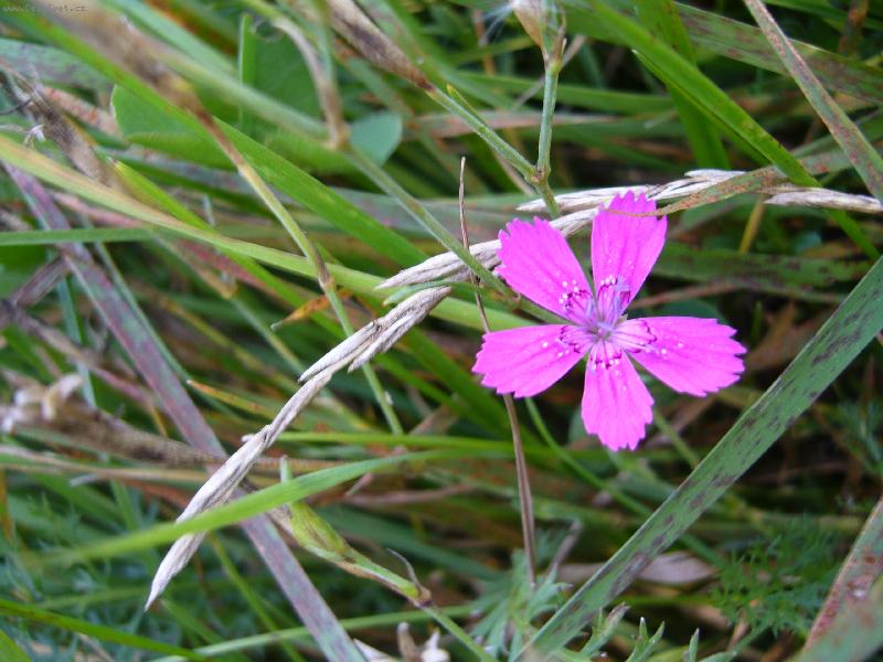 Foto: kyti�ka-hezk�, �e?!