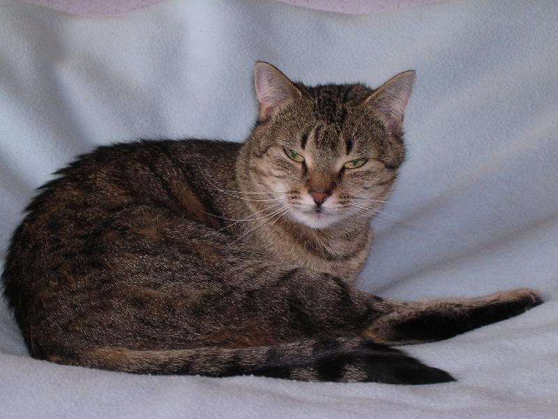 Foto: Siesta