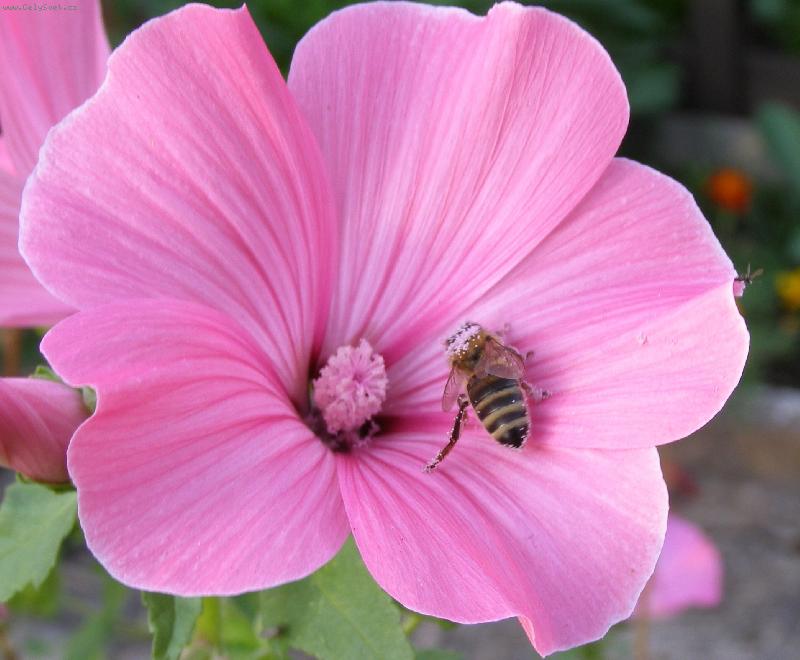 Foto: V�ela par�dnice-..r��ov� j� slu��..