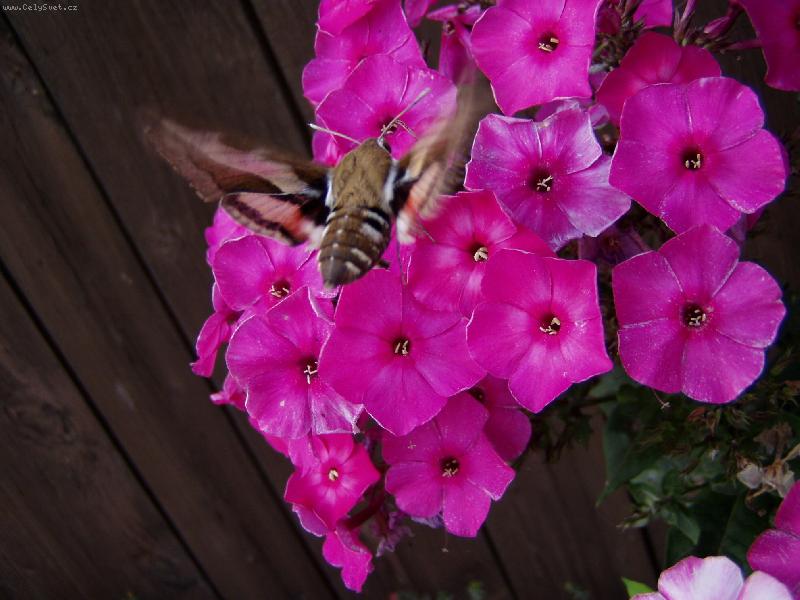 Foto: �as zastaven-...