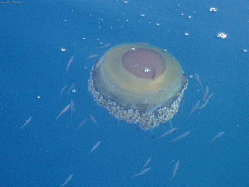 Foto: med�za-�ecko