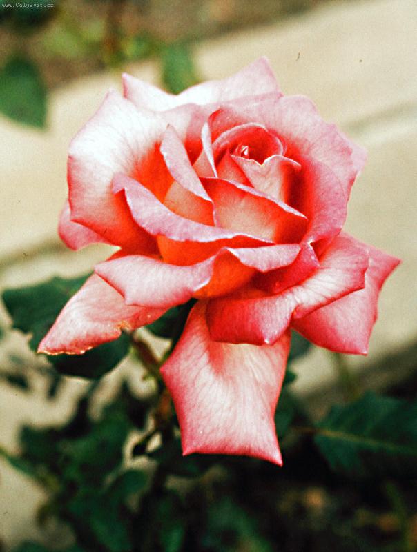 Foto: kr�sa r��e-z Flory Olomouc