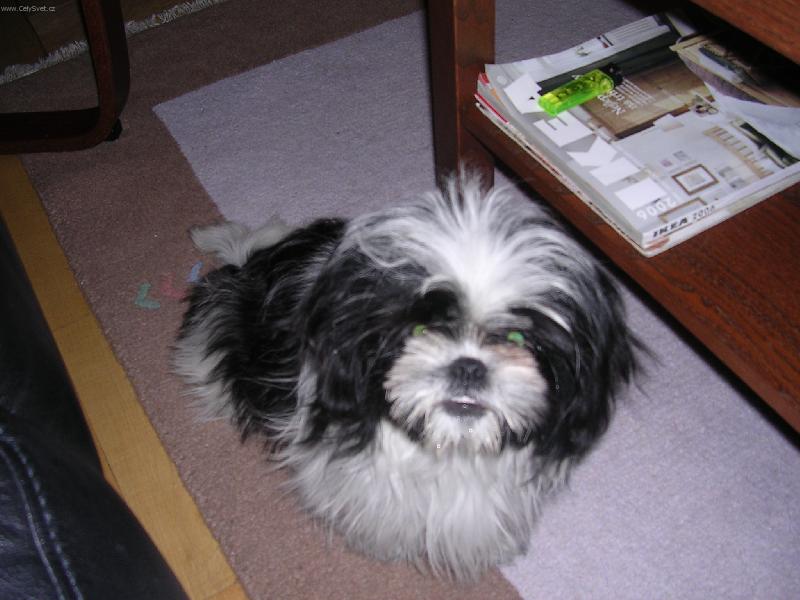 Foto: Ahoj!-To jsem j� mal� S�ra.Plemeno: Shi-tzu.Douf�m �e se v�m budu l�bit!!!!