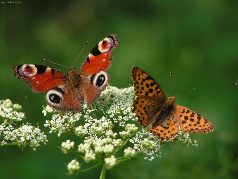 Foto: P��roda-Mot�li