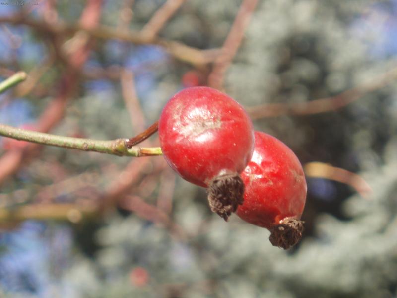 Foto: Podzimn� r��e