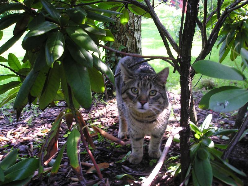 Foto: Kocour Mat�sek