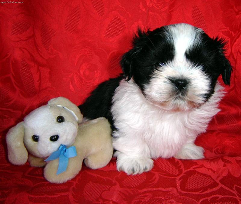 Foto: Chacky-M�j mi���ek