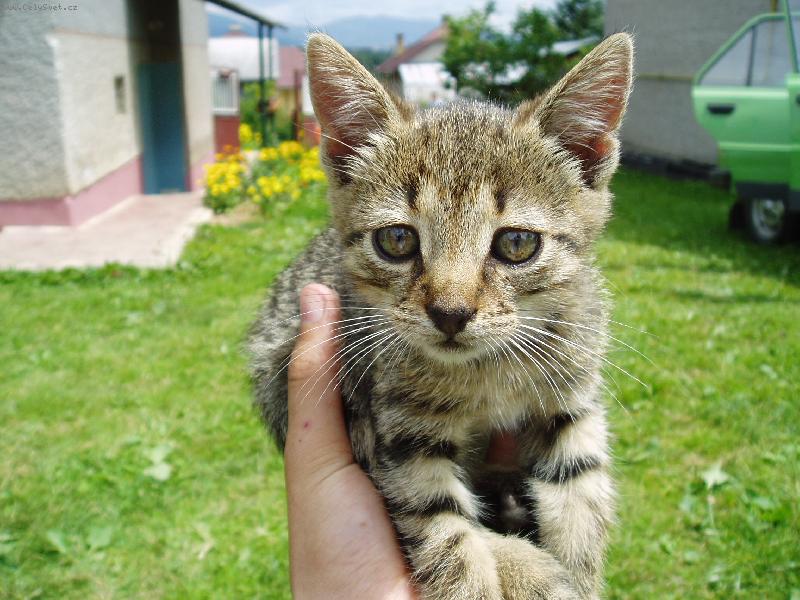 Foto: Ko��tko-Akor�d do ru�i�ky...