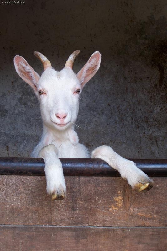 Foto: L�zunka-�ouh� z chl�vka