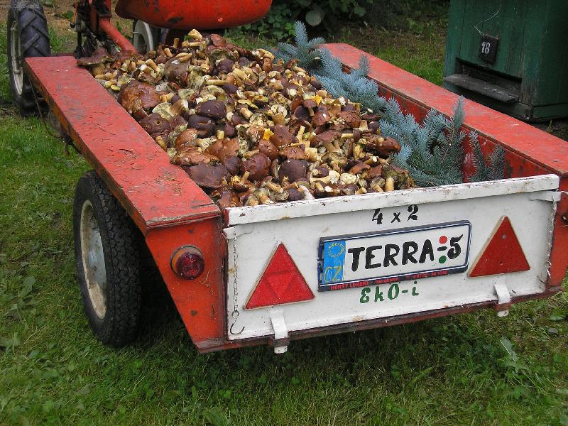 Foto: Houby-Sv�en� hub