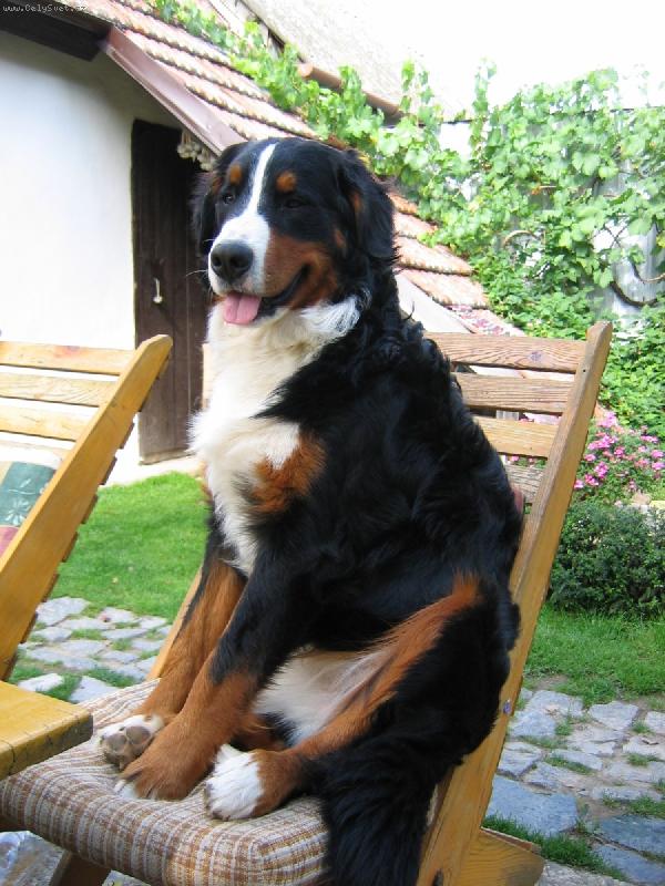 Foto: Bary-�iju s lidma, tak se chov�m jako lidi, tak�e u stolu slu�n� na �idli.
