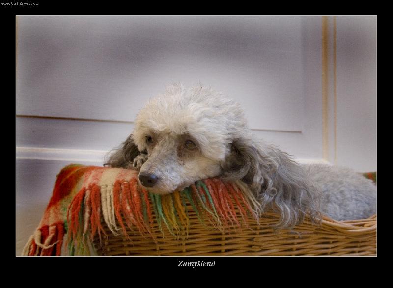 Foto: Zamy�len�