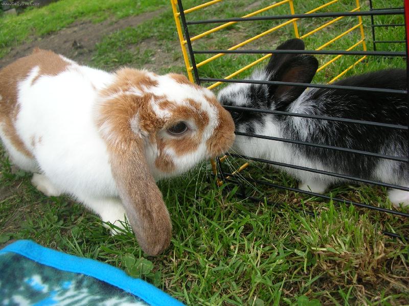 Foto: kr�l��ci