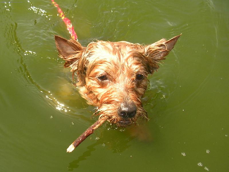 Foto: Nejlep�� plavec roku 2006