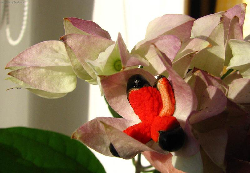 Foto: urodilo se sem�nko